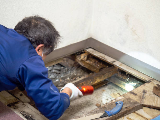 Best Certified Mold Removal  in Falls Creek, PA