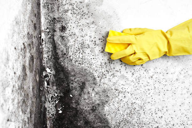 Best Black Mold Removal  in Falls Creek, PA