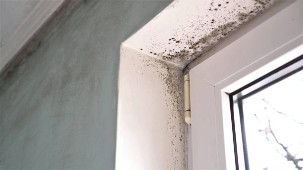 Best Commercial Mold Removal  in Falls Creek, PA