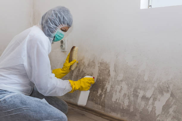 Best Fast Mold Removal  in Falls Creek, PA