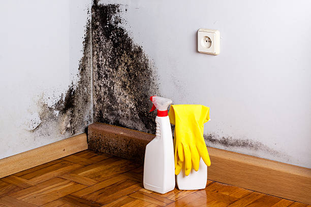 Best Office Mold Removal Services  in Falls Creek, PA