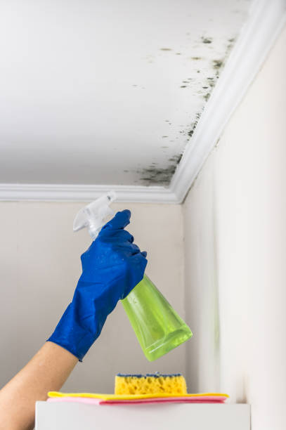 Best Water Damage Restoration  in Falls Creek, PA